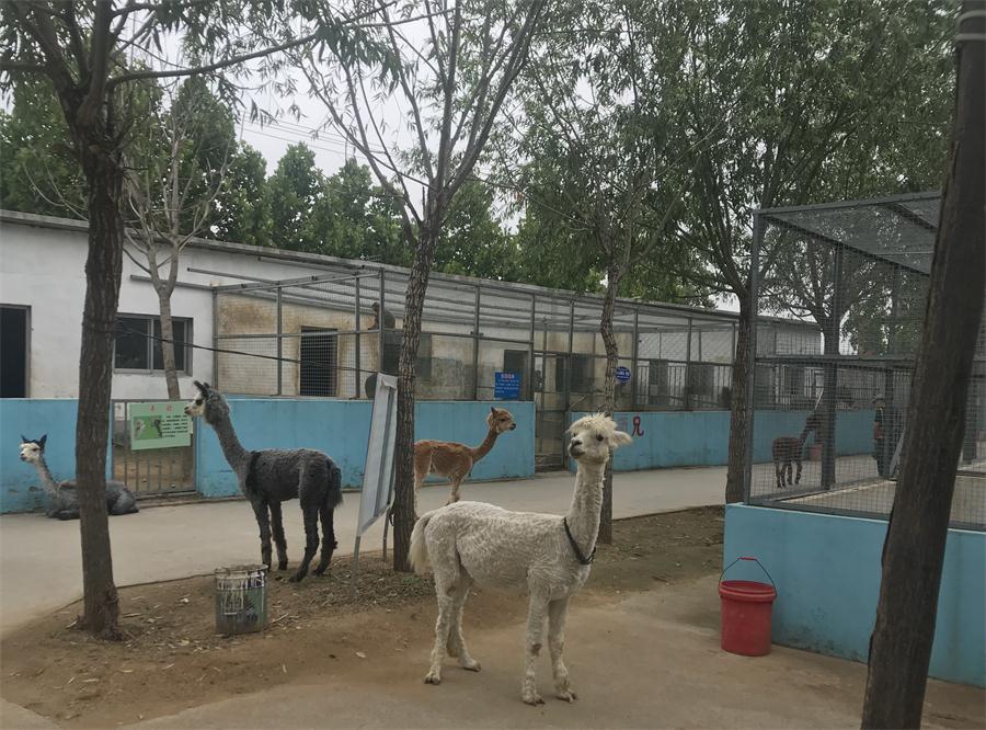 天鵝湖風(fēng)景區(qū)（泰山）速覽！(圖4)