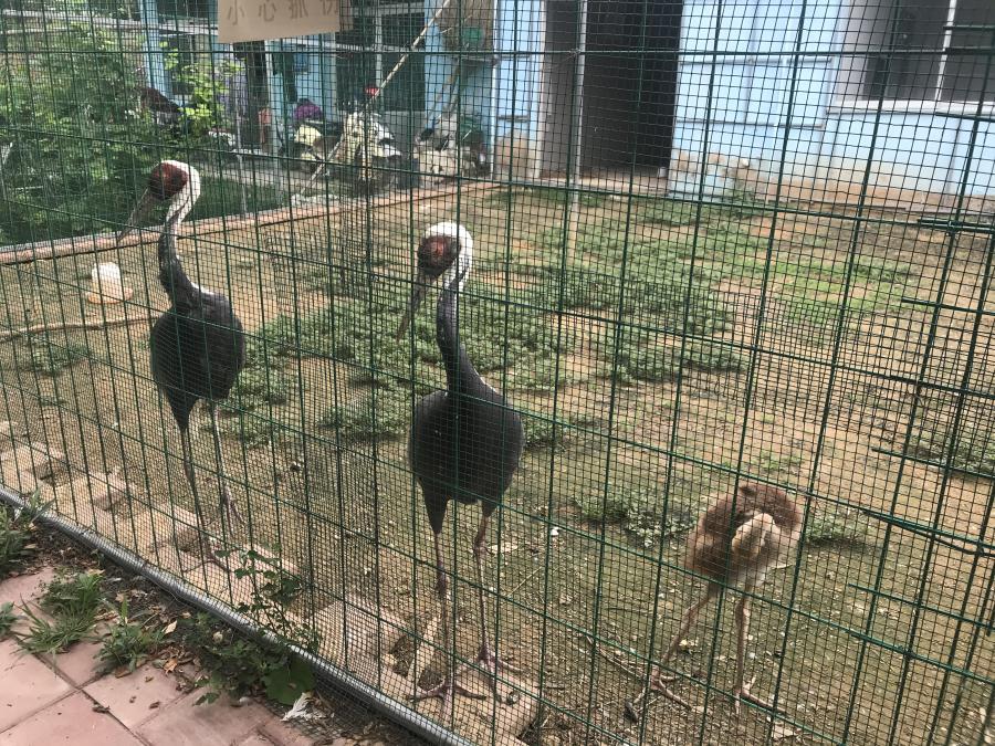 天鵝湖風(fēng)景區(qū)（泰山）速覽！(圖6)