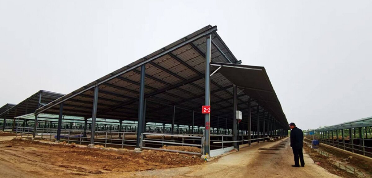 信橋鋼構(gòu)：打卡蒙陰農(nóng)業(yè)溫室大棚、青州黑牛養(yǎng)殖基地！(圖5)